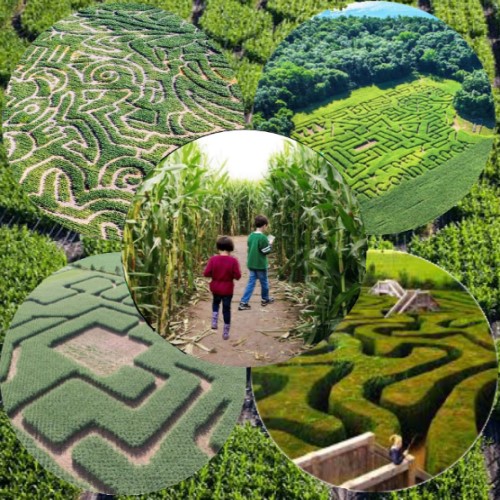 Mô hình trang trại diện tích nhỏ - corn maze